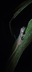 Anolis gaigei