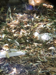 Liolaemus chiliensis