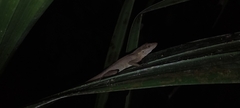 Anolis gaigei