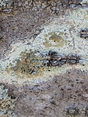 Lecanora strobilina