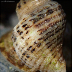 Acanthinucella spirata