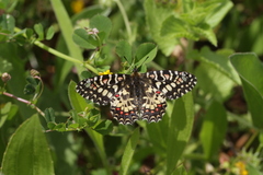 Zerynthia rumina rumina