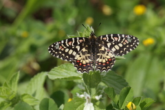 Zerynthia rumina rumina