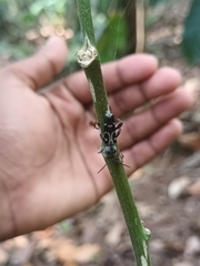 Xylotrechus smei