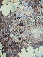 Physcia millegrana