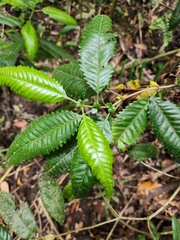 Caldcluvia paniculata
