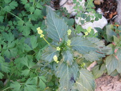 Mercurialis annua