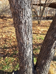 Juglans major