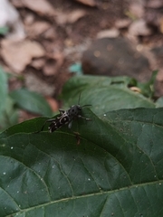 Xylotrechus smei