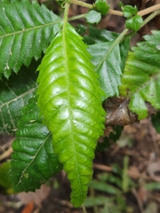 Caldcluvia paniculata