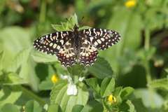 Zerynthia rumina rumina