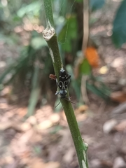 Xylotrechus smei