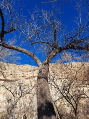 Juglans major
