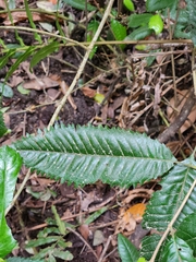 Caldcluvia paniculata