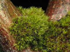 Plenogemma phyllantha