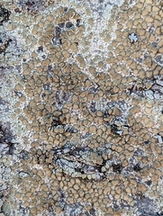 Lecanora strobilina