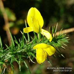 Ulex minor