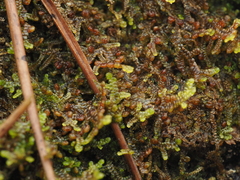 Frullania tamarisci