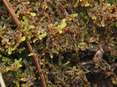 Frullania tamarisci