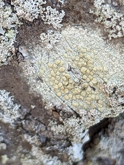 Lecanora strobilina