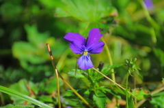 Viola altaica