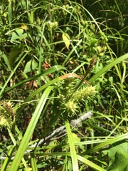 Carex lupuliformis