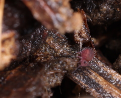 Caprainea marginata
