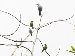 Tangara gyrola