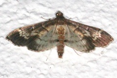 Spilomelini