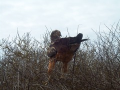 Buteo galapagoensis