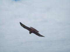 Buteo galapagoensis
