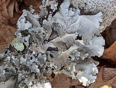 Parmotrema hypotropum