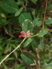 Alysicarpus vaginalis