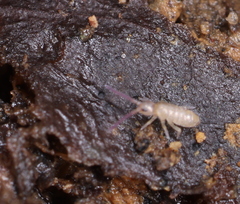 Tomocerus minor