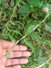 Alysicarpus vaginalis