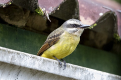Myiodynastes hemichrysus