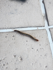 Scolopendra subspinipes