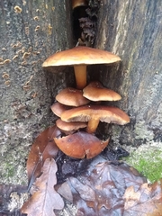 Hypholoma lateritium