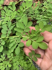 Indigofera spicata