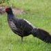 Kalij Pheasant - Photo (c) Caleb Slemmons, some rights reserved (CC BY-NC)