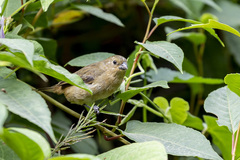 Sporophila nigricollis