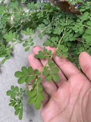 Indigofera spicata