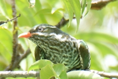 Chrysococcyx caprius