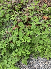 Indigofera spicata
