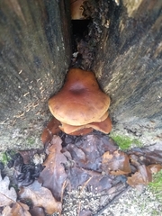 Hypholoma lateritium