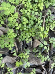 Chaerophyllum tainturieri