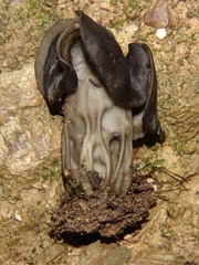 Helvella
