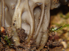 Helvella
