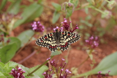 Zerynthia rumina rumina
