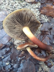 Hypholoma lateritium